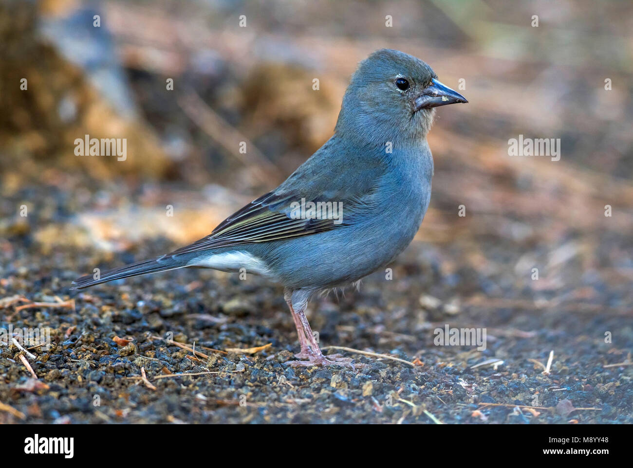 Blue Chaffinch at Merendero De Chio picnic area near Teyde, Tenerife, Canary Islands Stock Photo