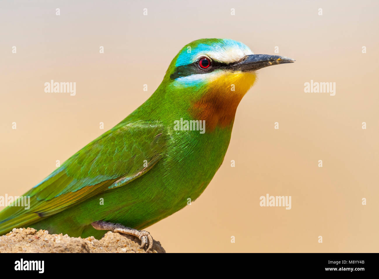 2日間でビーベッドをどのように改善したかを正確に学ぶ