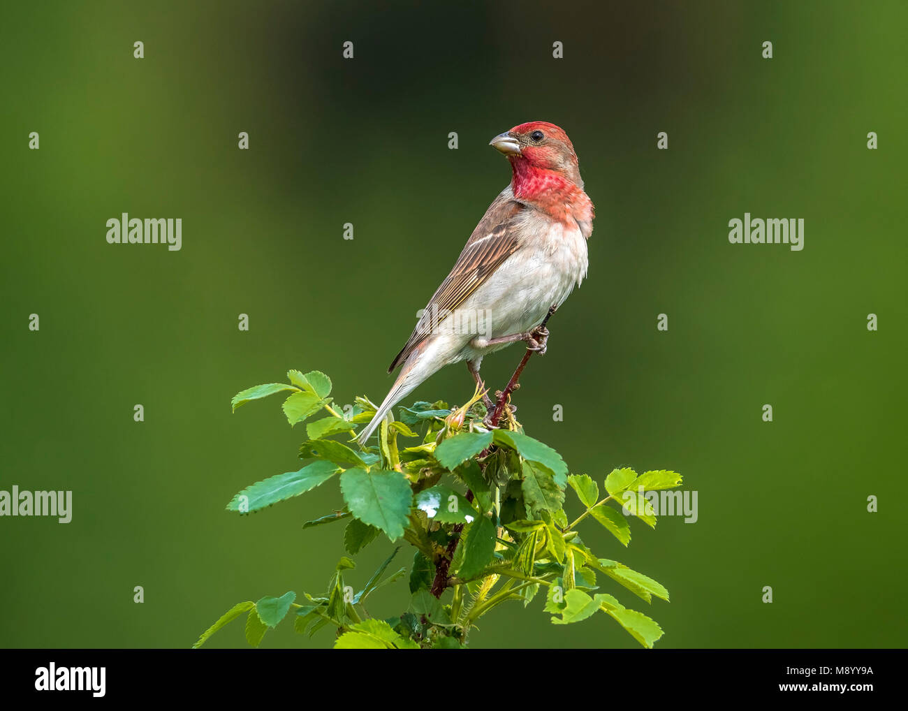Adult male Common Rosefinch perched on a branch near Monetnyy, Russian Federation. June 2016. Stock Photo