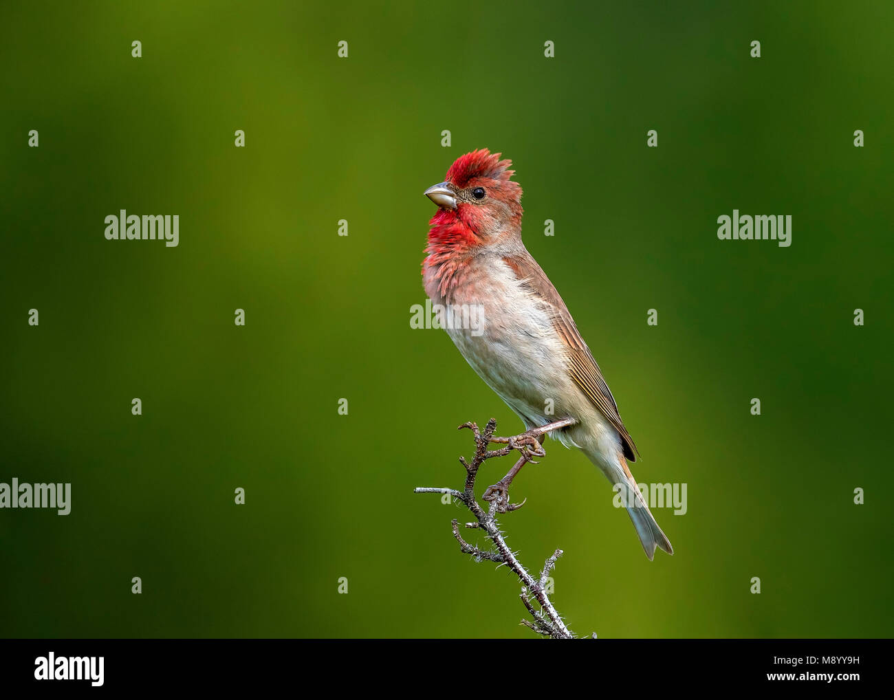 Adult male Common Rosefinch perched on a branch near Monetnyy, Russian Federation. June 2016. Stock Photo