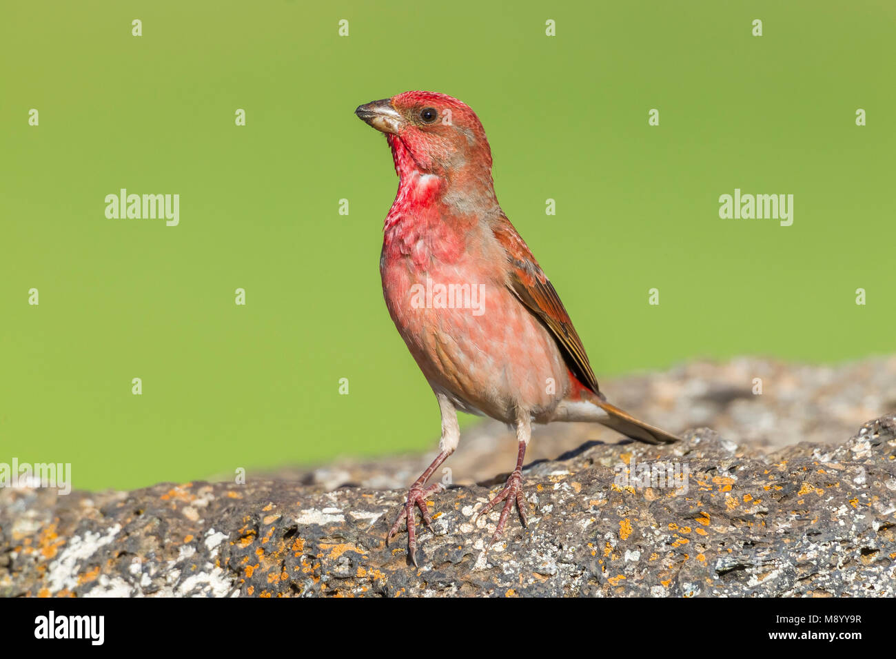 Male Common Rosefinch on a rock near Van, SE Turkey. Stock Photo