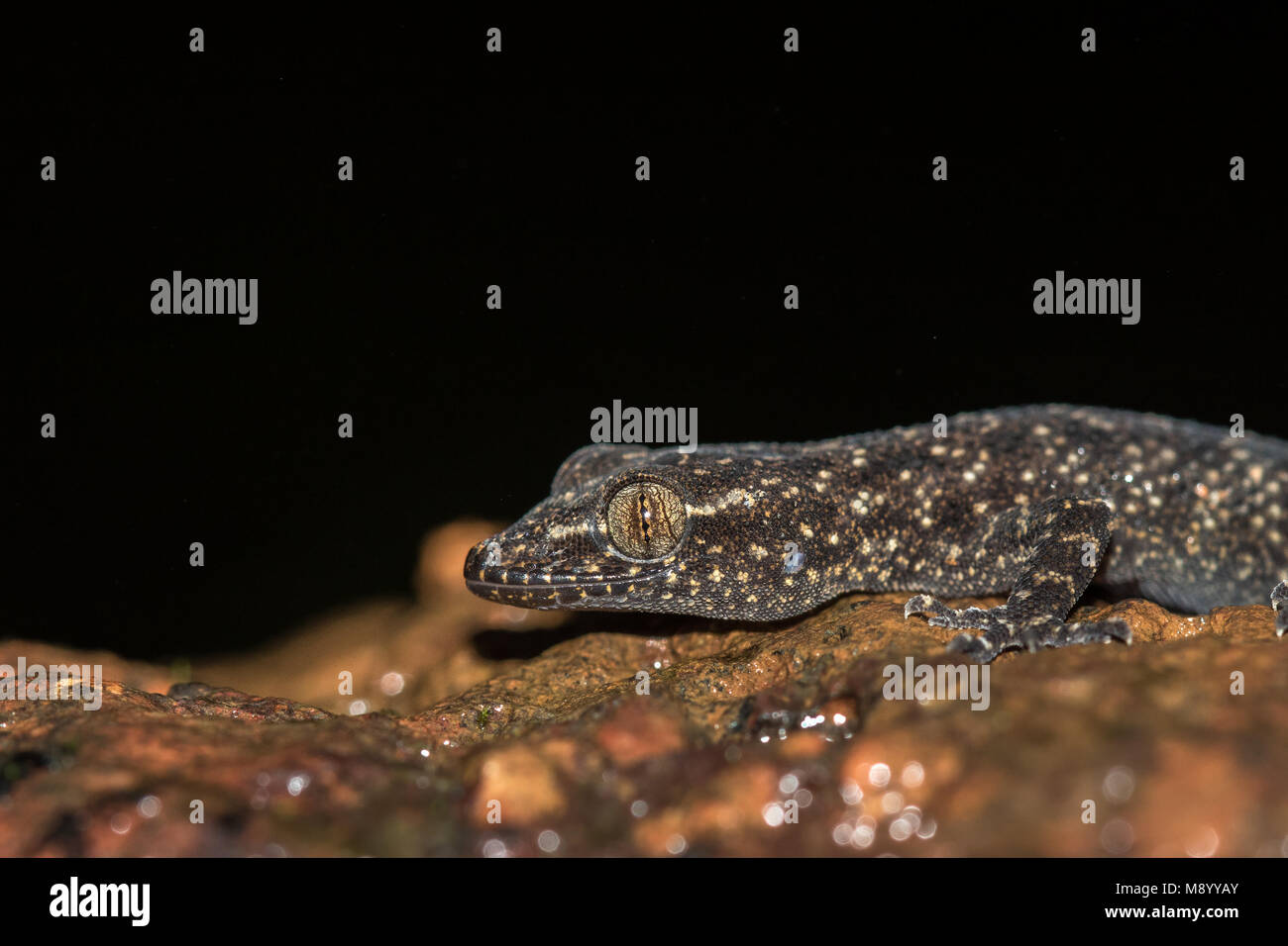 Brook's Gecko | Amboli, Maharashtra Stock Photo - Alamy