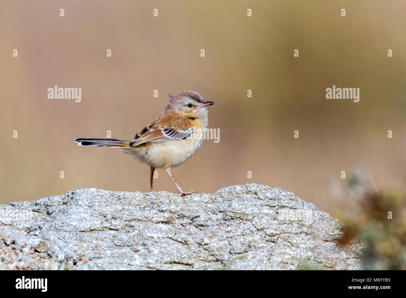 Juvenile Cricket Longtail sitting on a rock in Oued Jenna, Western