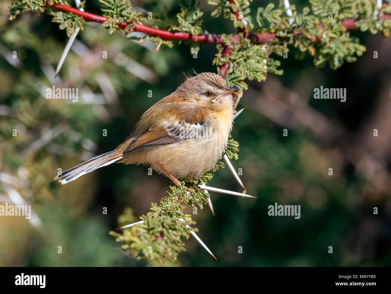Cricket longtail hires stock photography and images Alamy
