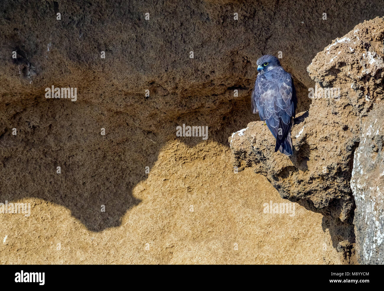 Intermediate morph female Eleonora's Falcon perched on Salé cliffs near Raba, Morocco. Stock Photo