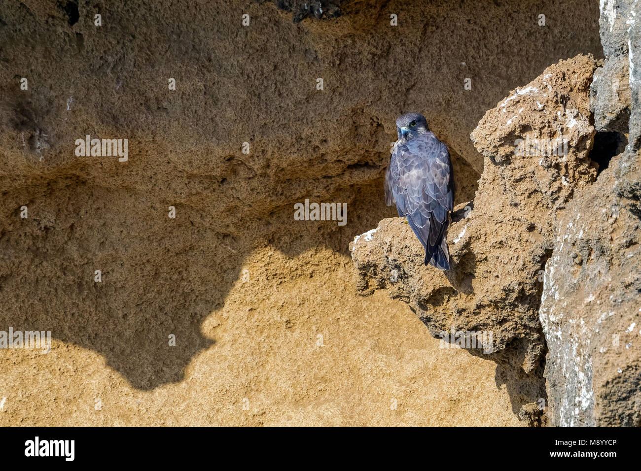 Intermediate morph female Eleonora's Falcon perched on Salé cliffs near Raba, Morocco. Stock Photo