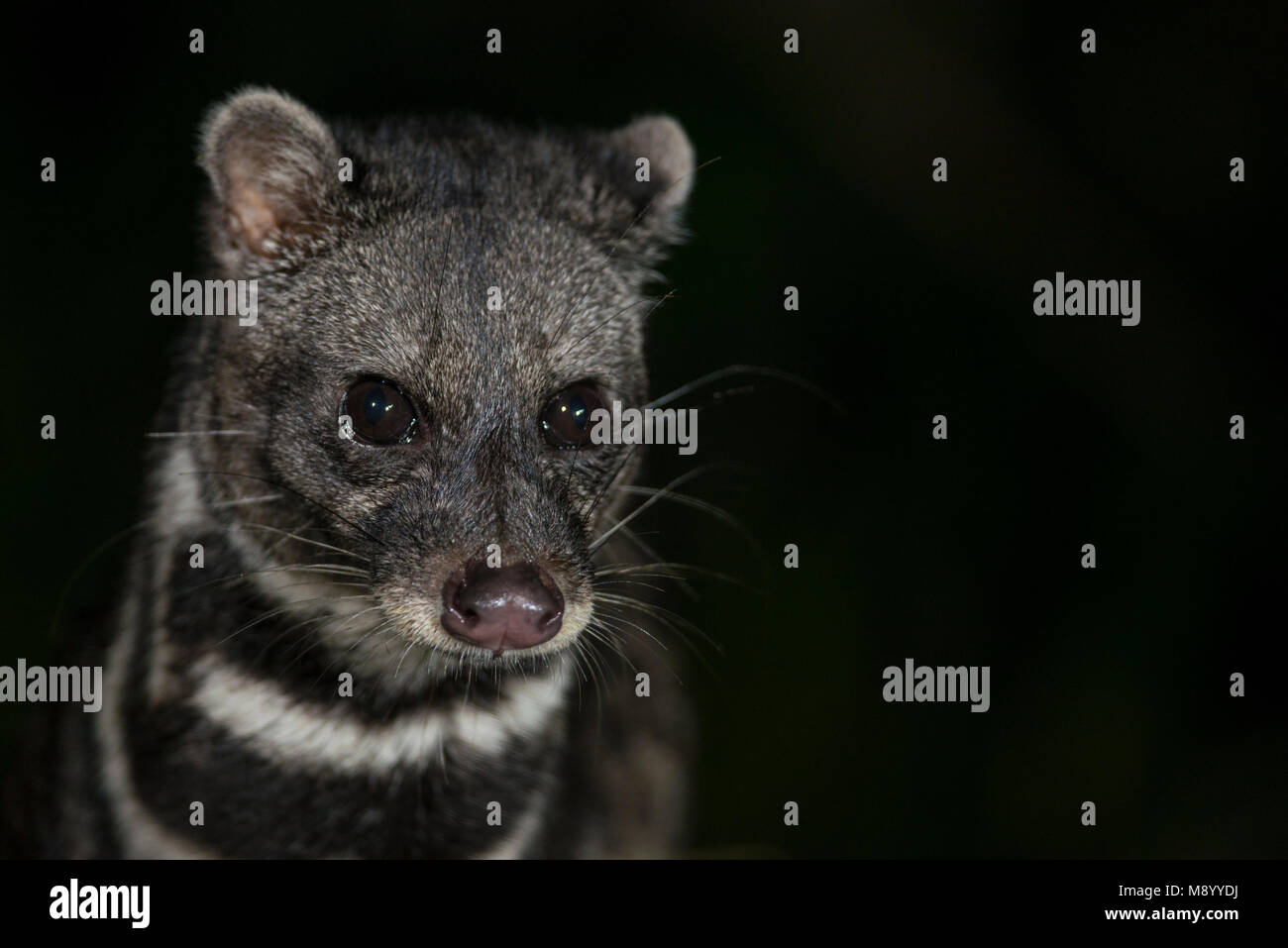 Malay Civet, Viverra tangalunga, Maliau Basin, Sabah, Malaysia, Borneo, Stock Photo