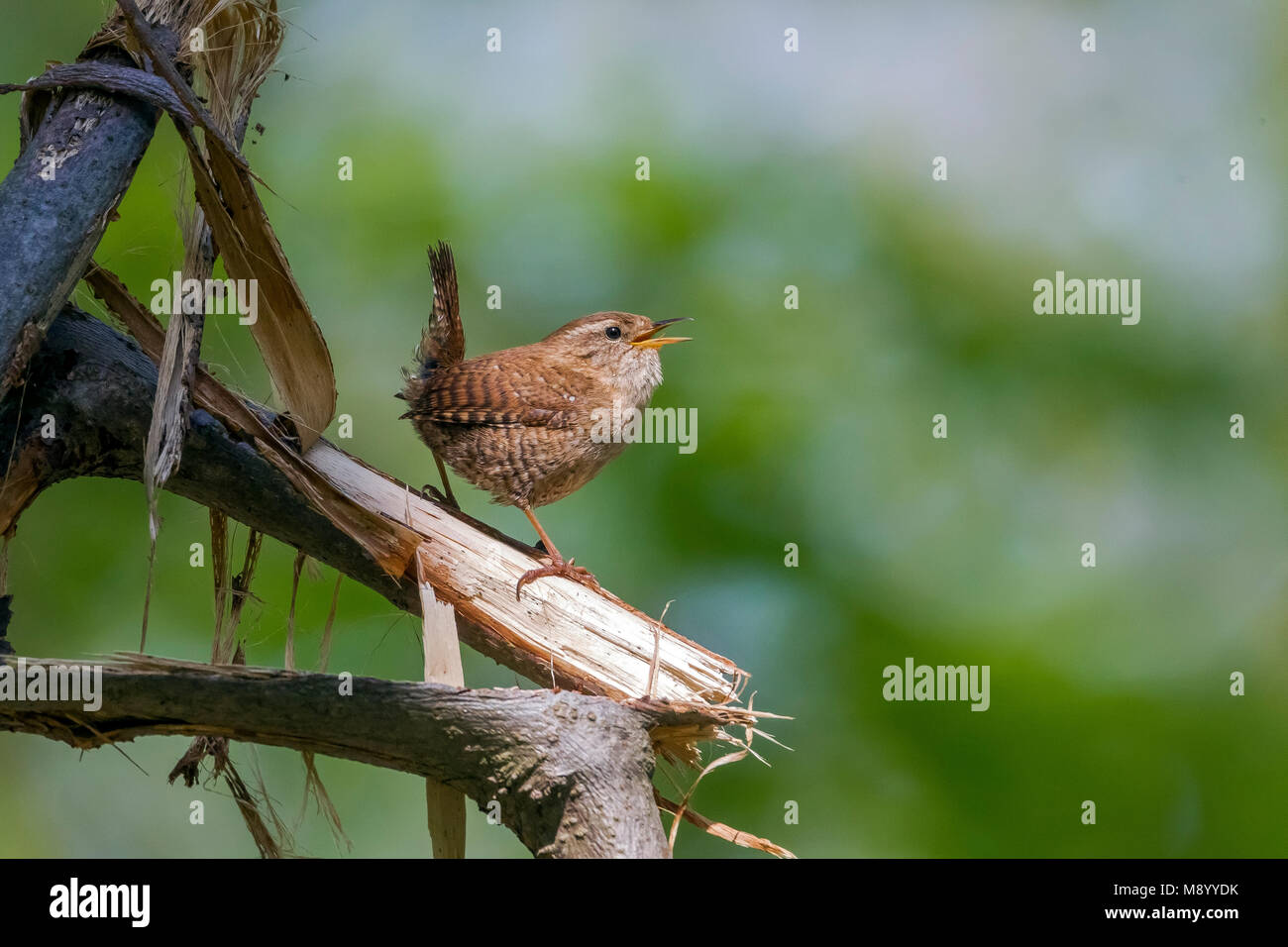 Eurasian Wren male singing on his branch, Brabant, Belgium. Stock Photo