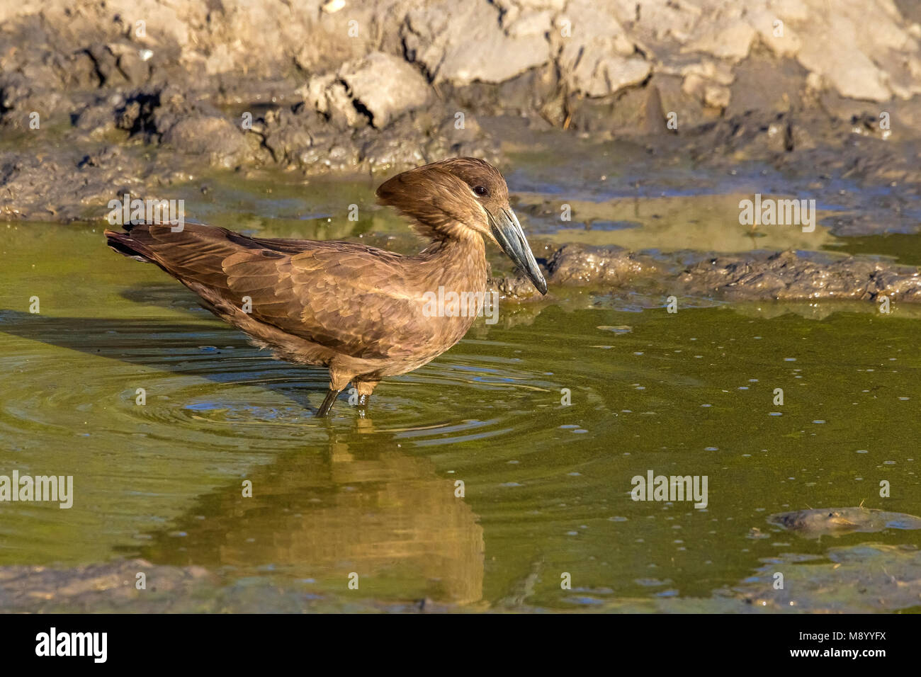 Hamerkop sitting on a elephant pool in Kruger NP, South Africa. June 2014. Stock Photo