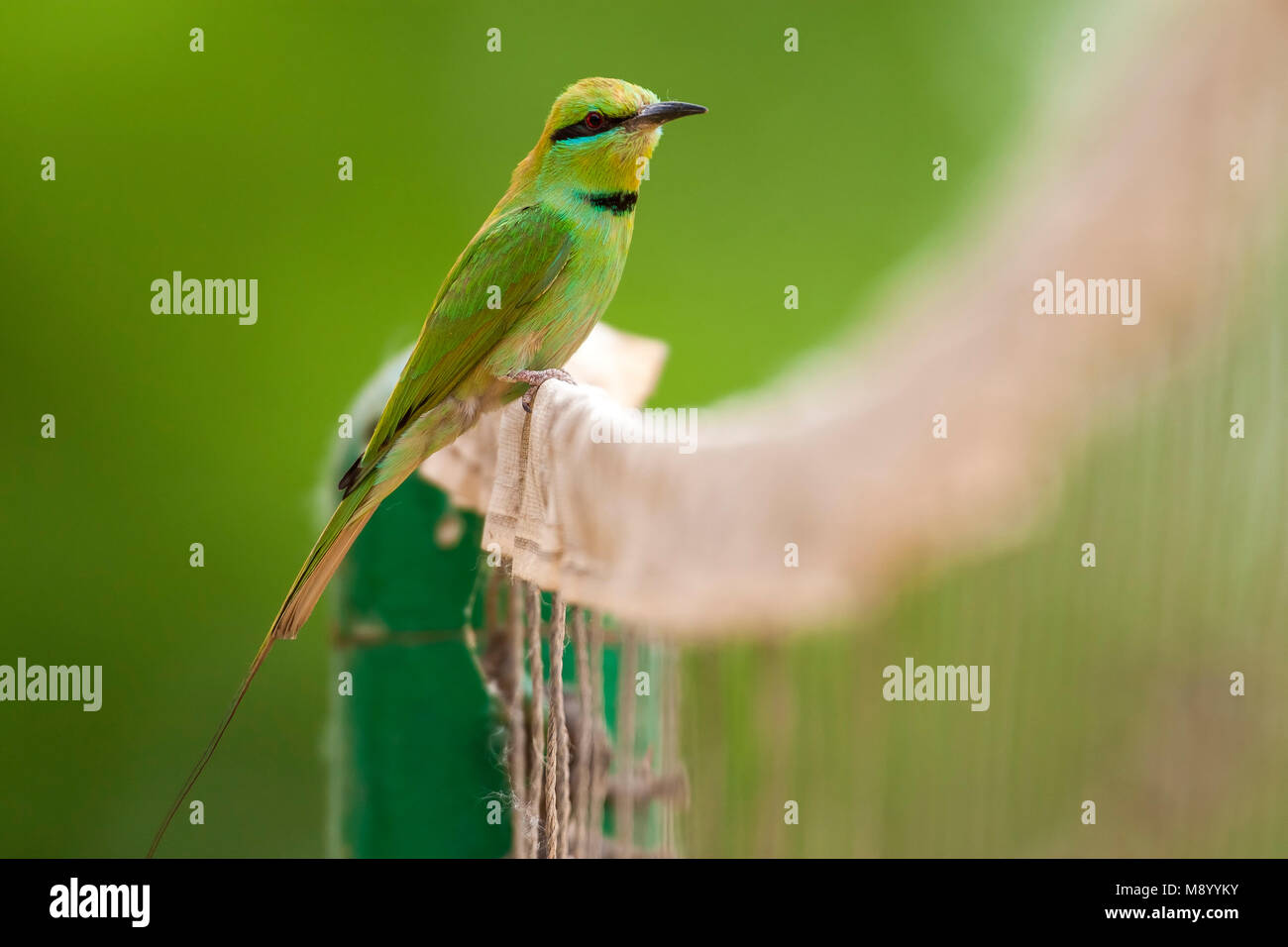 Nile Little Green Bee-eater perched on a net, Nile Valley, Egypt. April 2009. Stock Photo