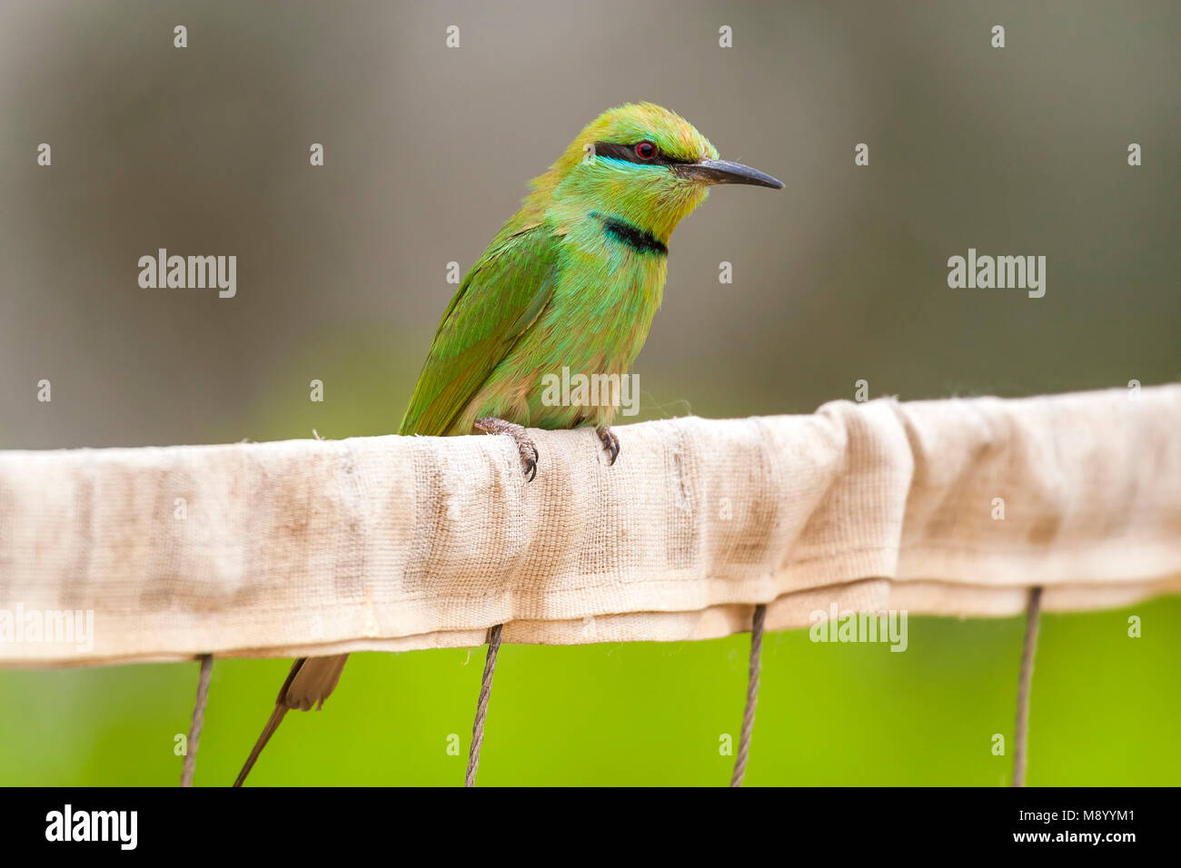 Nile Little Green Bee-eater perched on a net, Nile Valley, Egypt. April 2009. Stock Photo