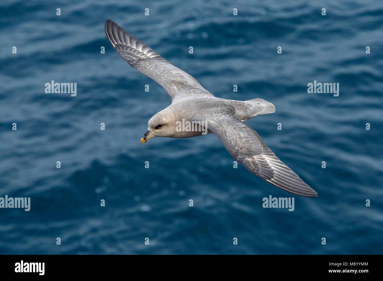 This bird was taken in the Hausgarden, Greenland Sea from the famous german ship - Polarstern. Powered by POLe & AWI. Stock Photo