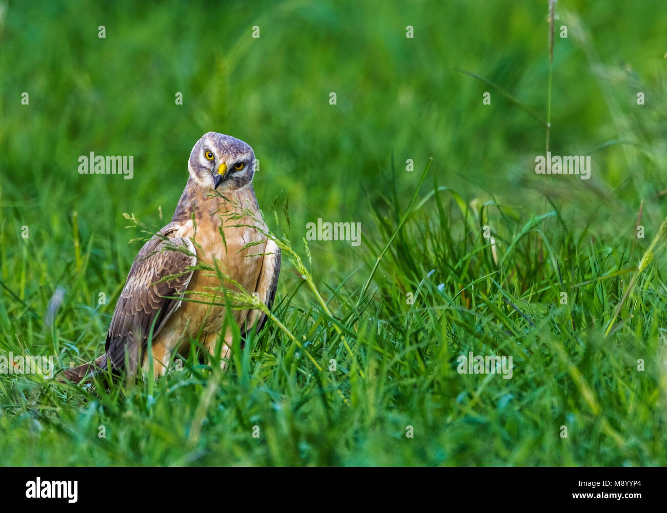 2nd year male Pallid Harrier stay for a while on the same field in Othée, Belgium during spring migration. Stock Photo