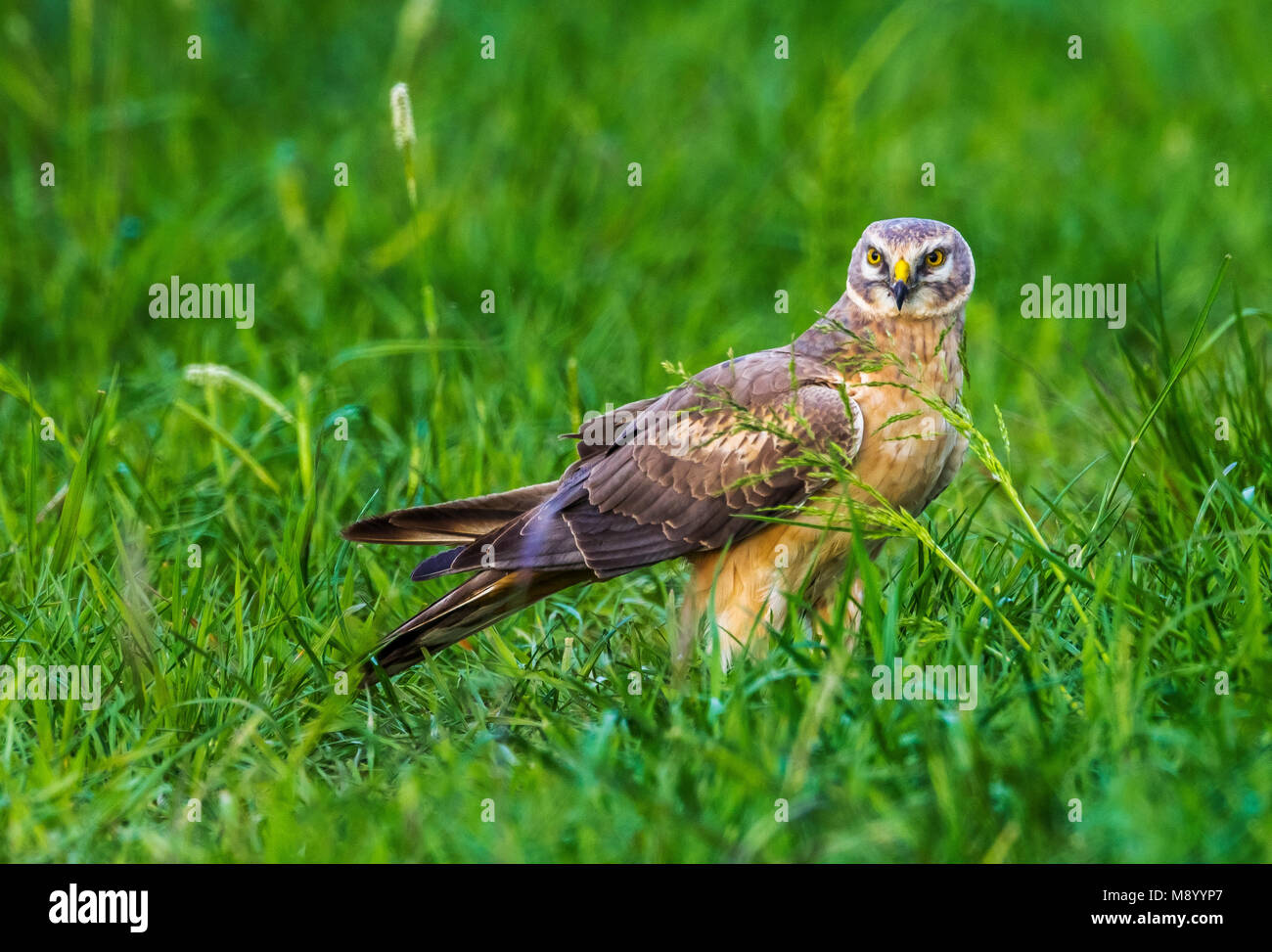 2nd year male Pallid Harrier stay for a while on the same field in Othée, Belgium during spring migration. Stock Photo