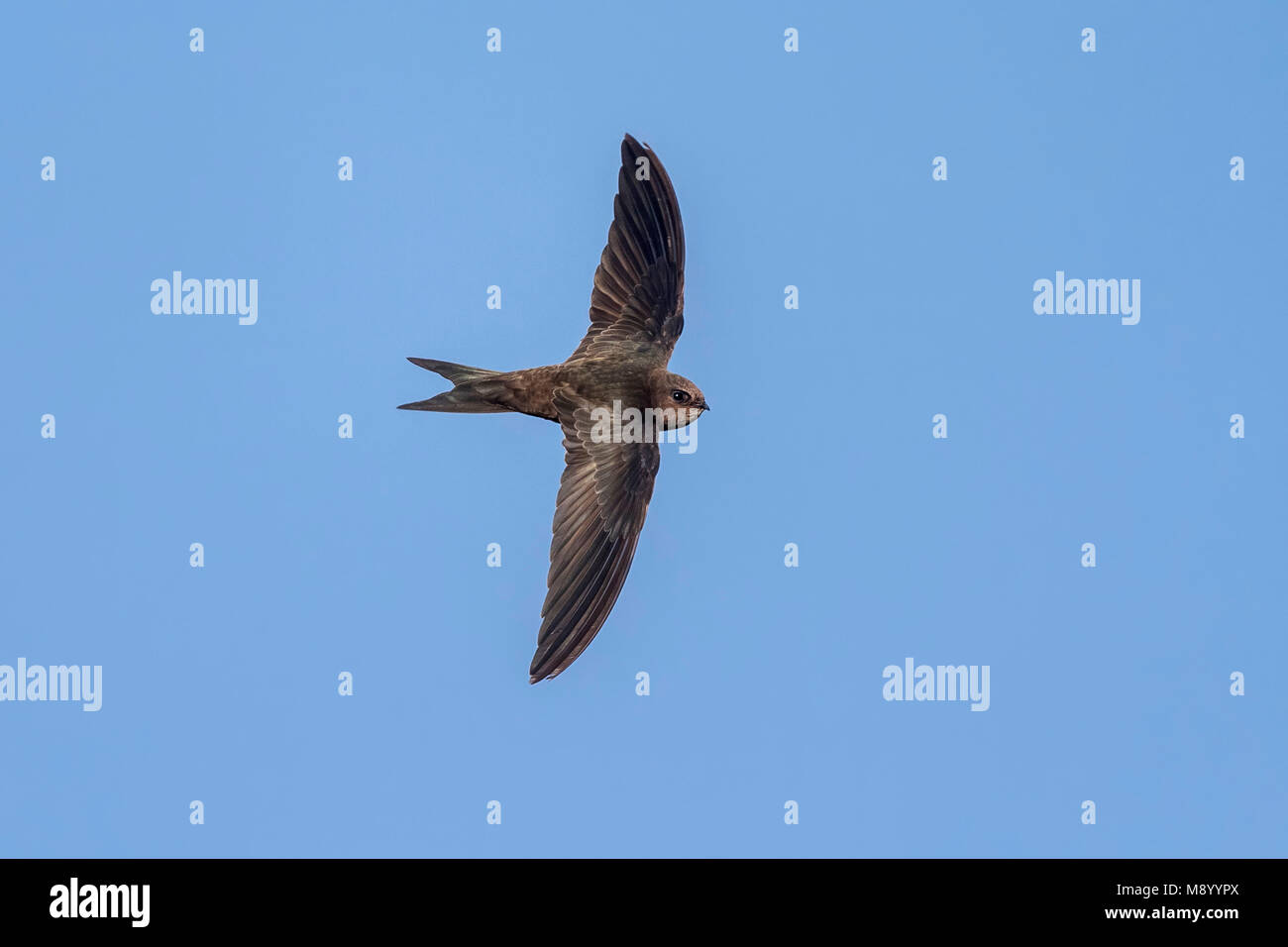 Flying Plain Swift in Madeira Stock Photo