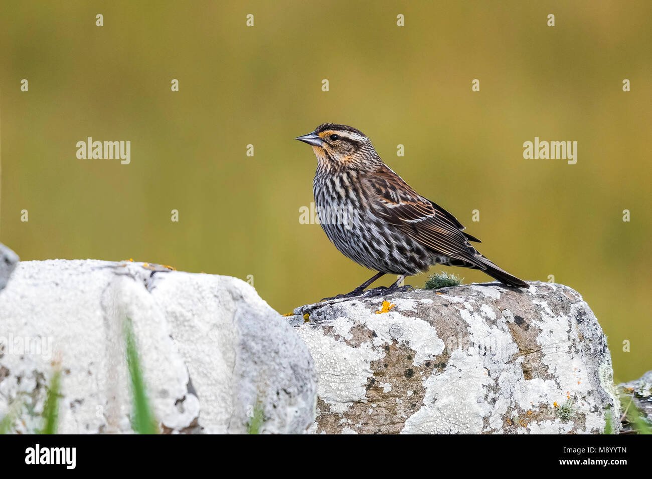 Female Red-winged Blackbird perched on a wall in North Ronaldsay, Orkney Islands. May 14, 2017. Stock Photo