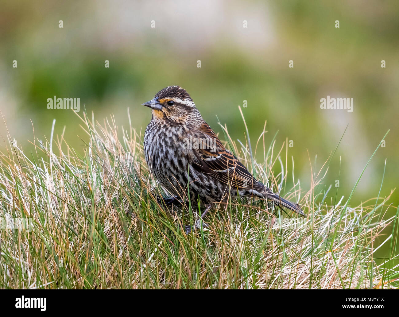 Female Red-winged Blackbird perched on a wall in North Ronaldsay, Orkney Islands. May 14, 2017. Stock Photo