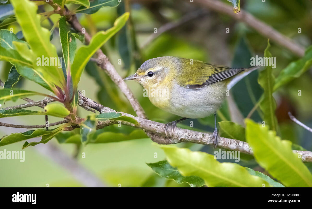 Probably 1st winter male Tennessee Warbler in High Fields of Corvo, Azores. October 21, 2017. Stock Photo