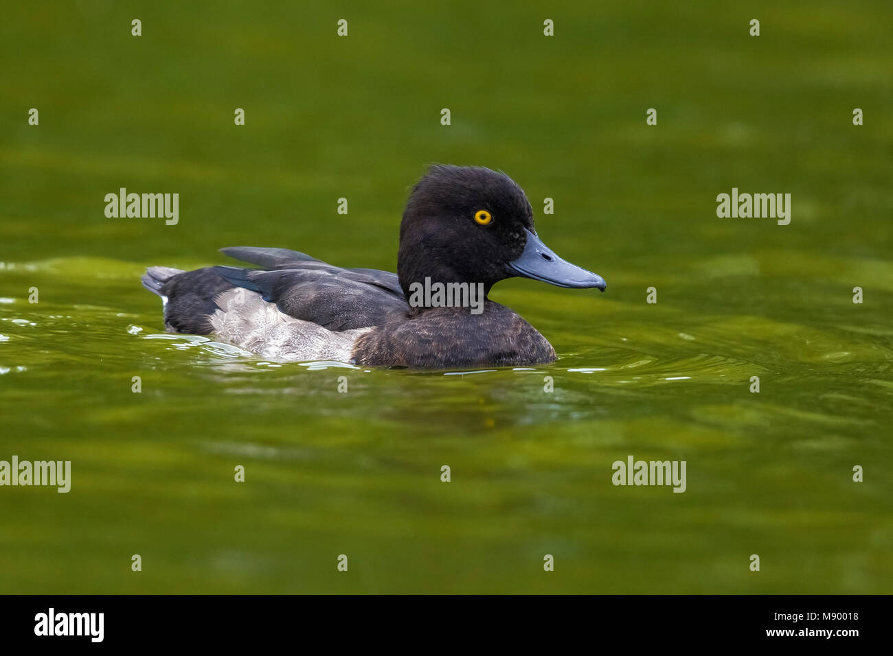 Male moulting Tufted Duck sailing in Zaventem Lake, Brabant, Belgium. August 2017. Stock Photo