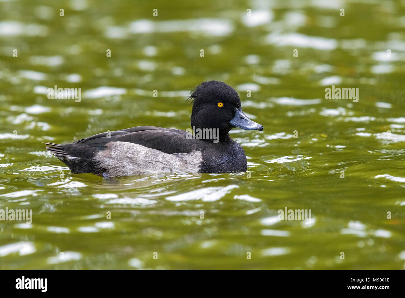 Male moulting Tufted Duck sailing in Zaventem Lake, Brabant, Belgium