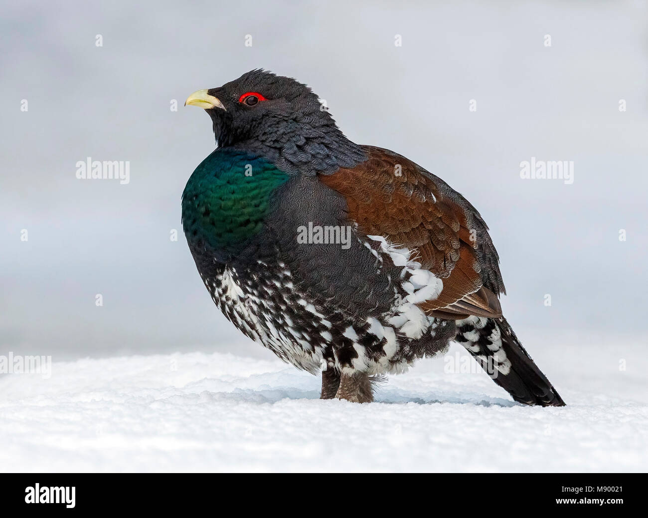 Western Capercaillie sitting on the snow in Olari, Espoo. February 2013. Stock Photo