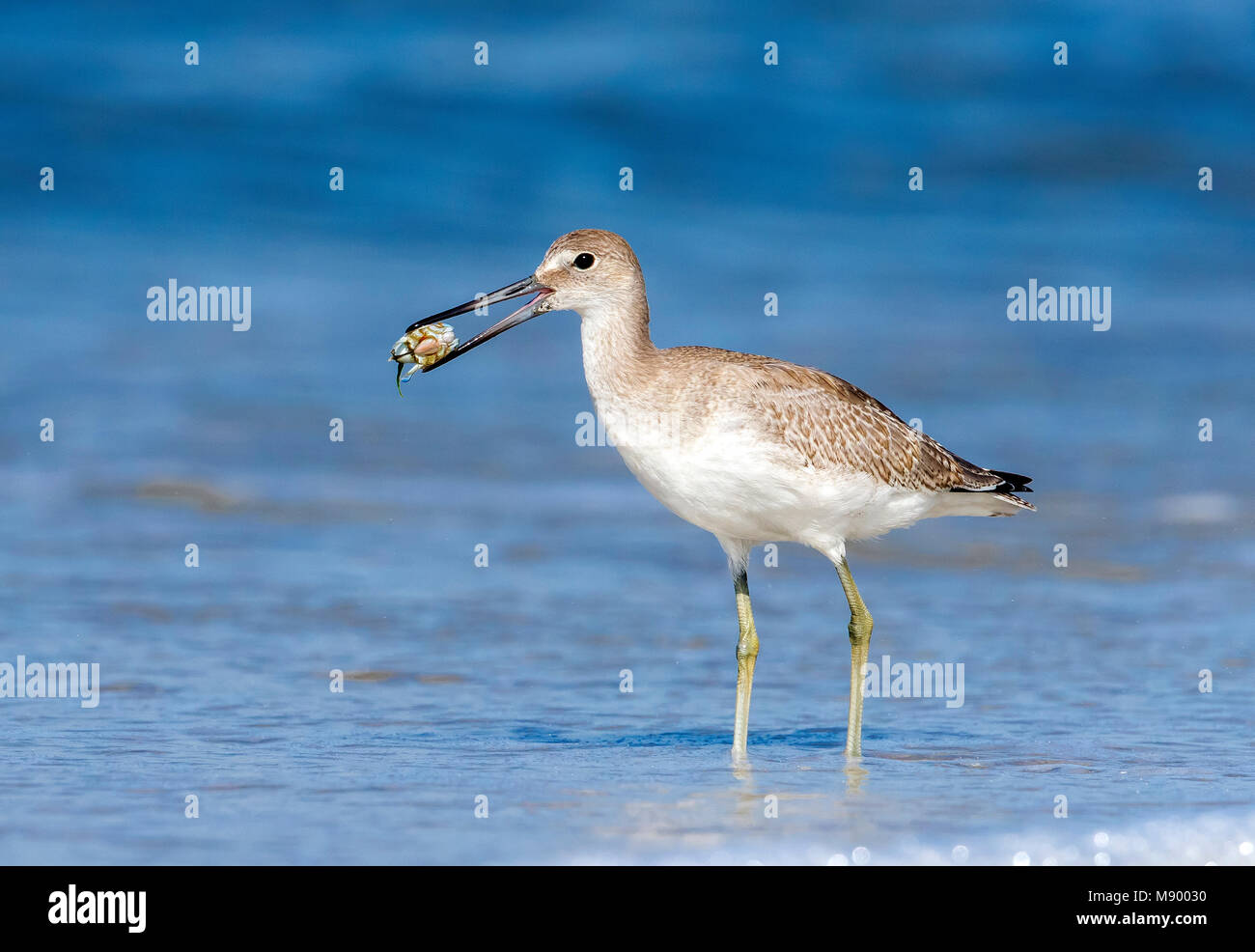 Western Willet with his prey, an Atlantic Sand Crab along the St Pete Jetty in Cape May Point, New Jersey. August 2016. Stock Photo