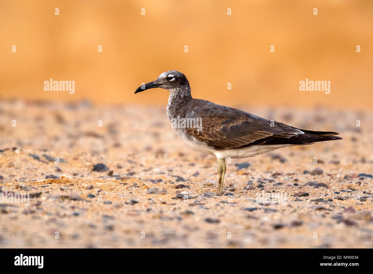 1st summer White-eyed Gull near Hurgadah dump, Egypt. Stock Photo