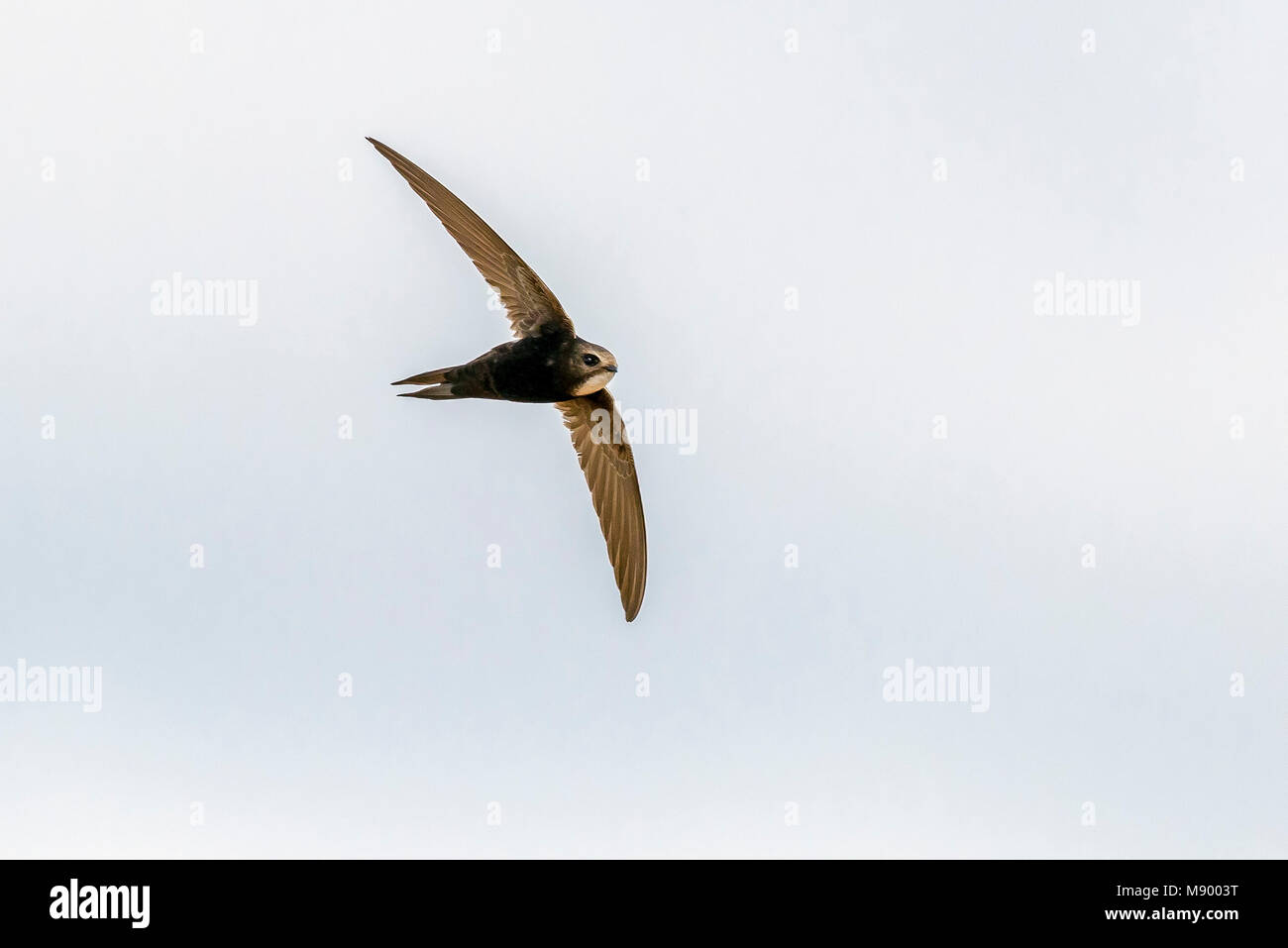 White-rumped Swift flying in Portugal, August 2012. Stock Photo