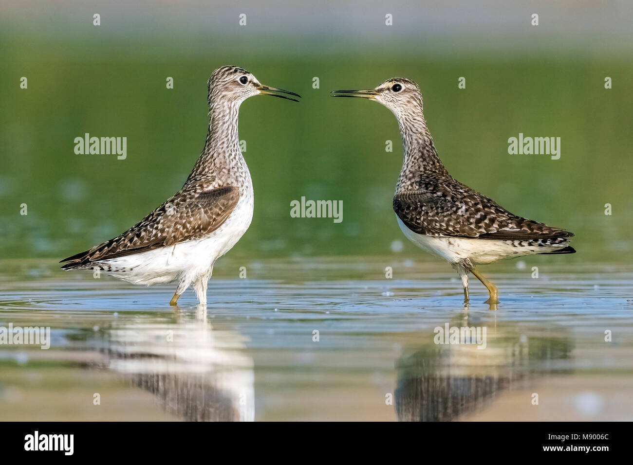 Wood Sandpipers fighting on the mud near Florence, Italy. April 2017. Stock Photo