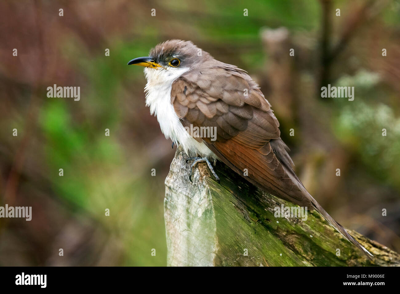 First winter Yellow-billed Cuckoo perched on trunk in Cape Verdian Fields in Middle Fields, Corvo, Azores. Stock Photo