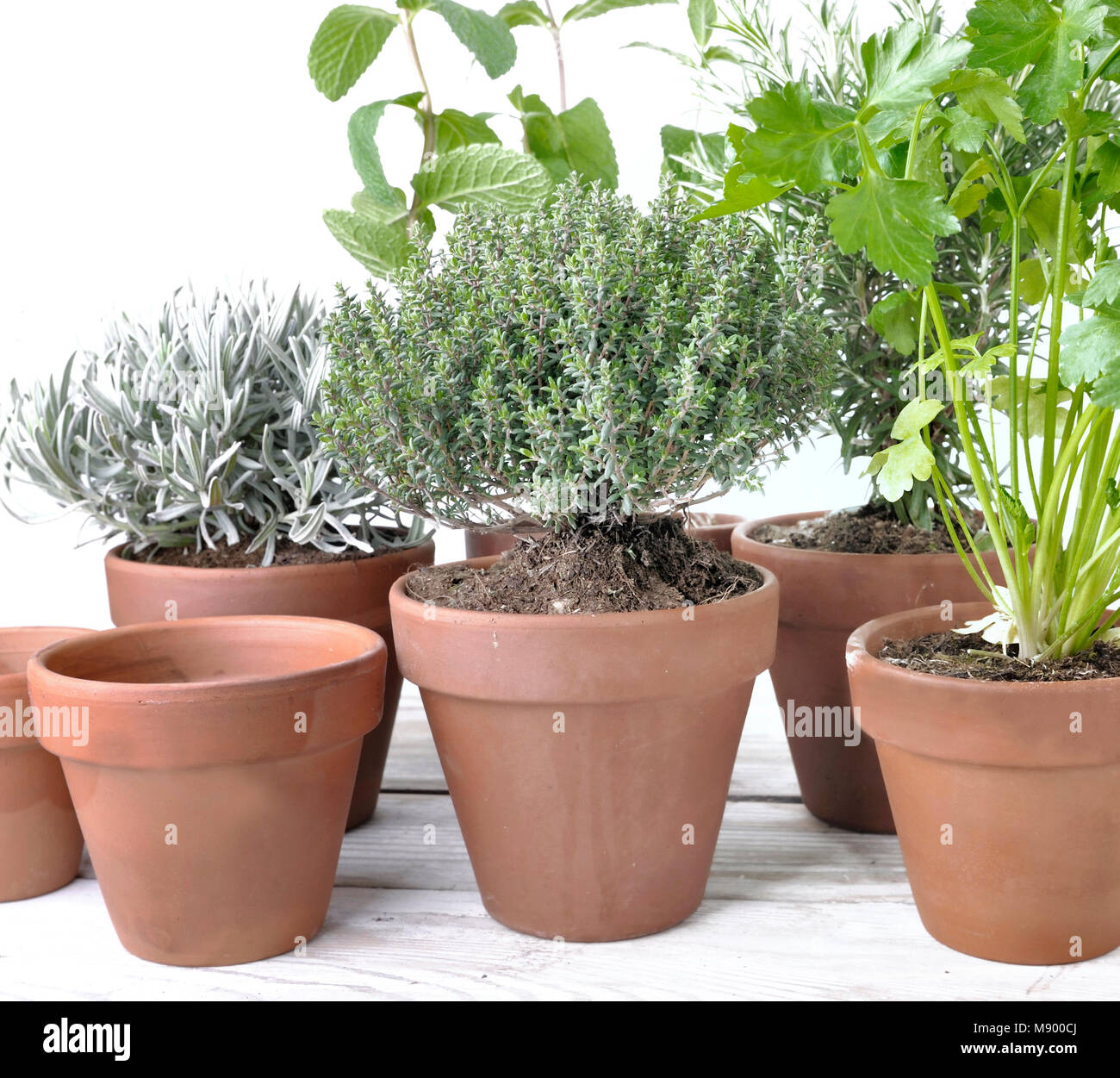 various herbs aromatic in pot on a  white wooden table Stock Photo