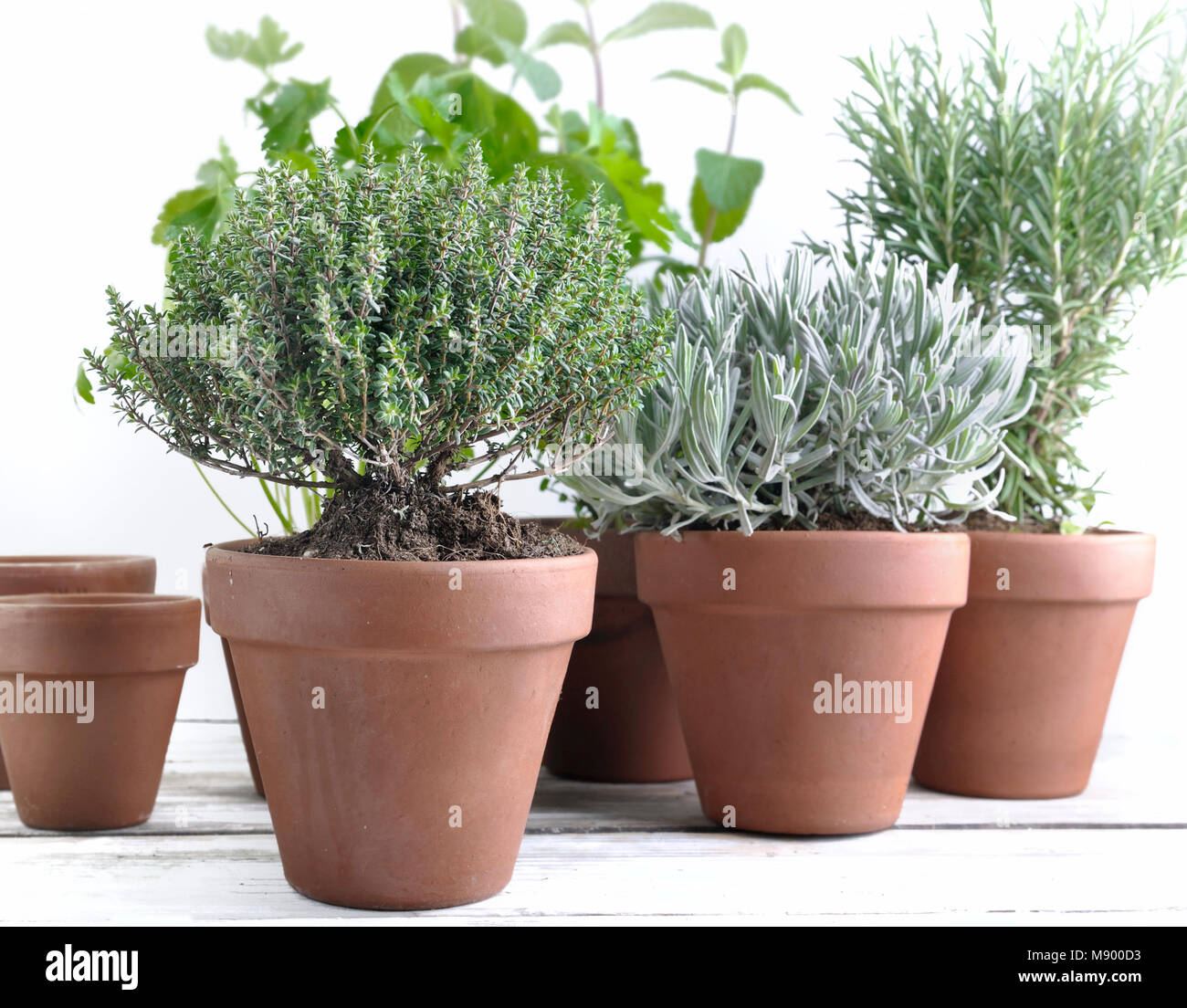 various herbs aromatic in pot on white garden table Stock Photo