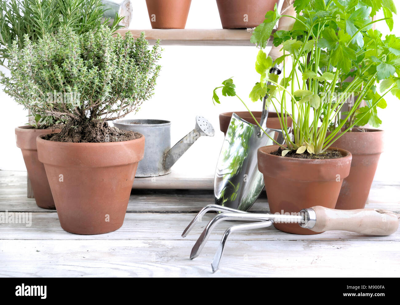 various herbs aromatic in pot on white wooden table with gardening tools Stock Photo