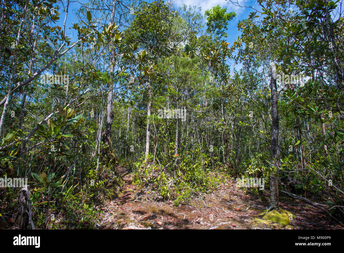 Jungle clearing hires stock photography and images Alamy