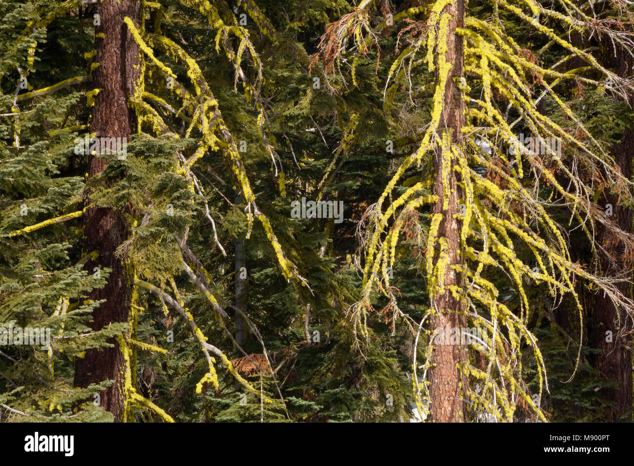 Moss covered Ref Fir trees Abies magnifica in Eldorado National Forest
