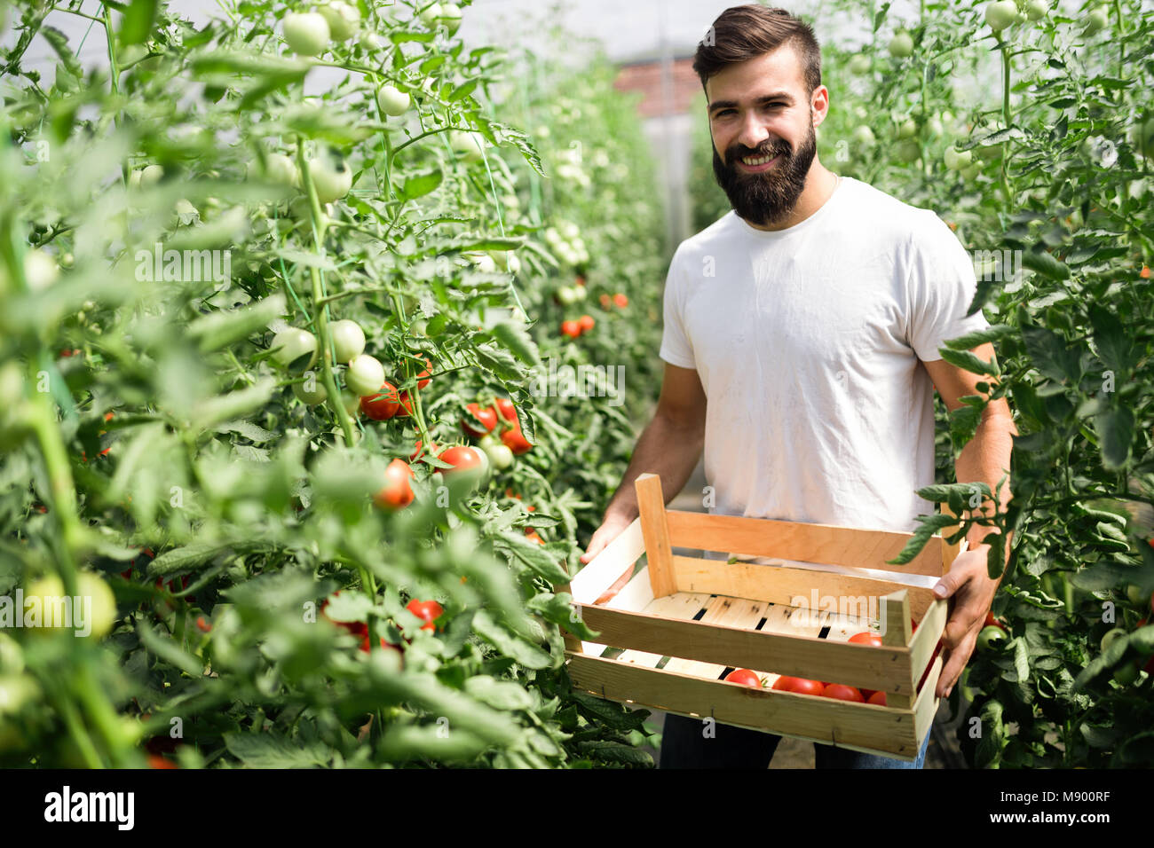 Caucasian farmer picking fresh tomatoes from his hothouse Stock Photo ...
