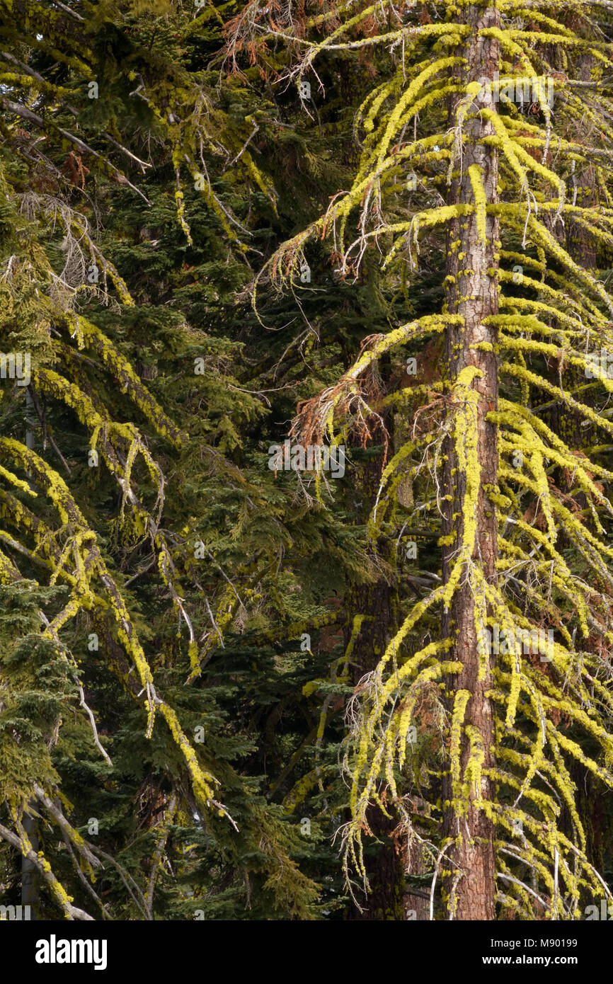 Moss covered Ref Fir trees Abies magnifica in Eldorado National Forest, California, USA. Stock Photo