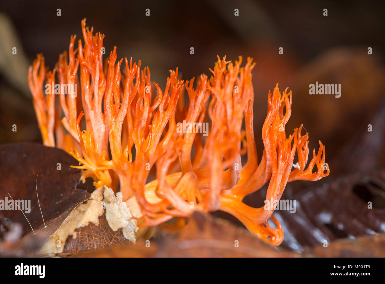 Orange Coral Fungus, Ramaria sp., Maliau Basin, Sabah, Malaysia, Borneo