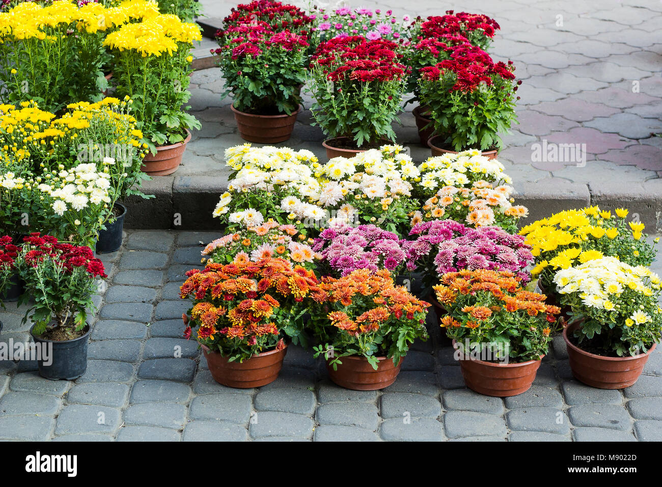 Different Chrysanthemums small flowers in flowerpots sold in garden center. Colorful  chrysanths flower Stock Photo