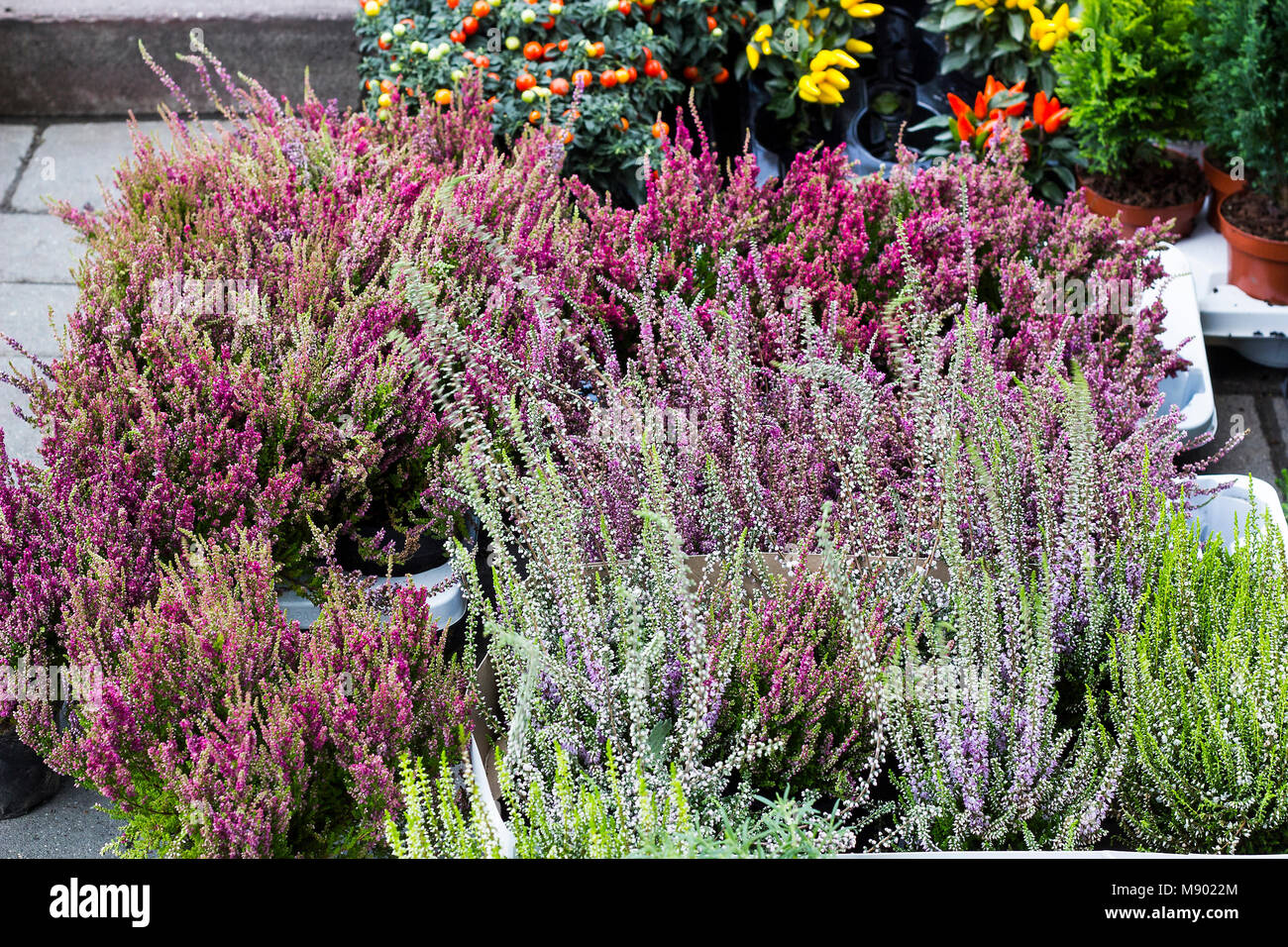 Calluna vulgaris flowers in pots sold in garden center (known as common heather, ling, or simply heather flowering plants). Beautiful pink and purple  Stock Photo