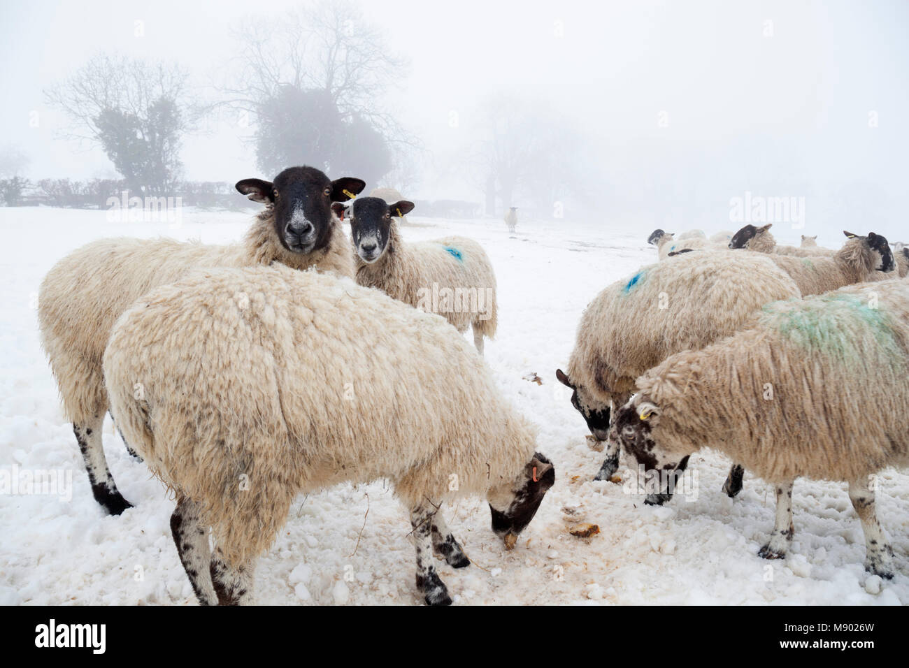 White sheep in snow and fog eating turnips, Chipping Campden, The