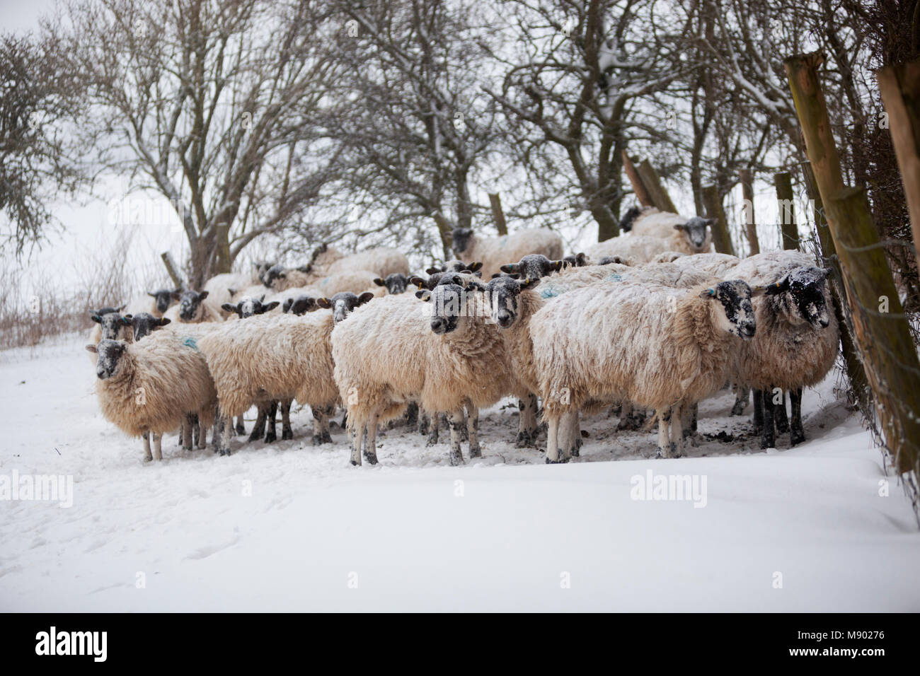 White sheep huddled together sheltering from a snow storm, Chipping Campden, The Cotswolds, Gloucestershire, England, United Kingdom, Europe Stock Photo