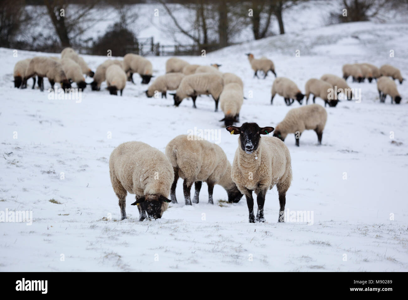 Black faced sheep in snow covered field, Chipping Campden, Cotswolds, Gloucestershire, England, United Kingdom, Europe Stock Photo