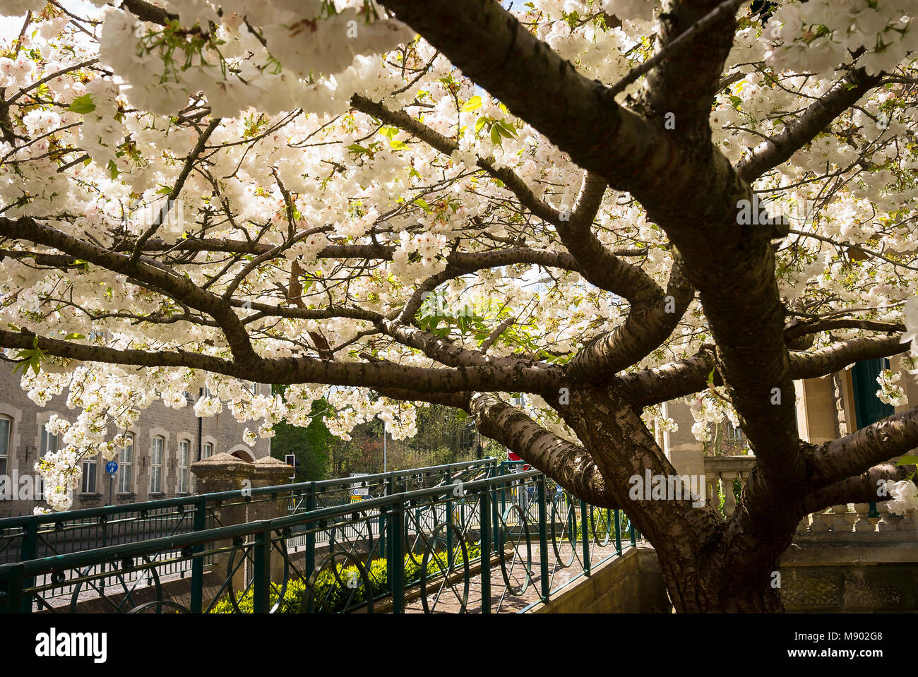 Underneath the canopy of an old flowering ornamental cherry tree in a small town front garden in Wiltshire UK Stock Photo