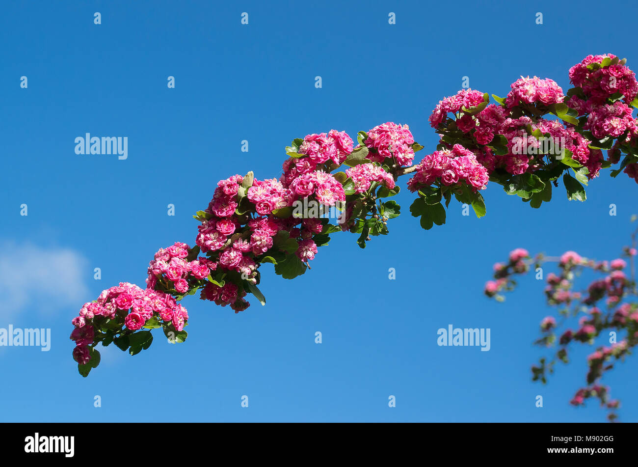 Semi-double small flowers on an ornamental hawthorn tree flowering in May in an English garden Stock Photo