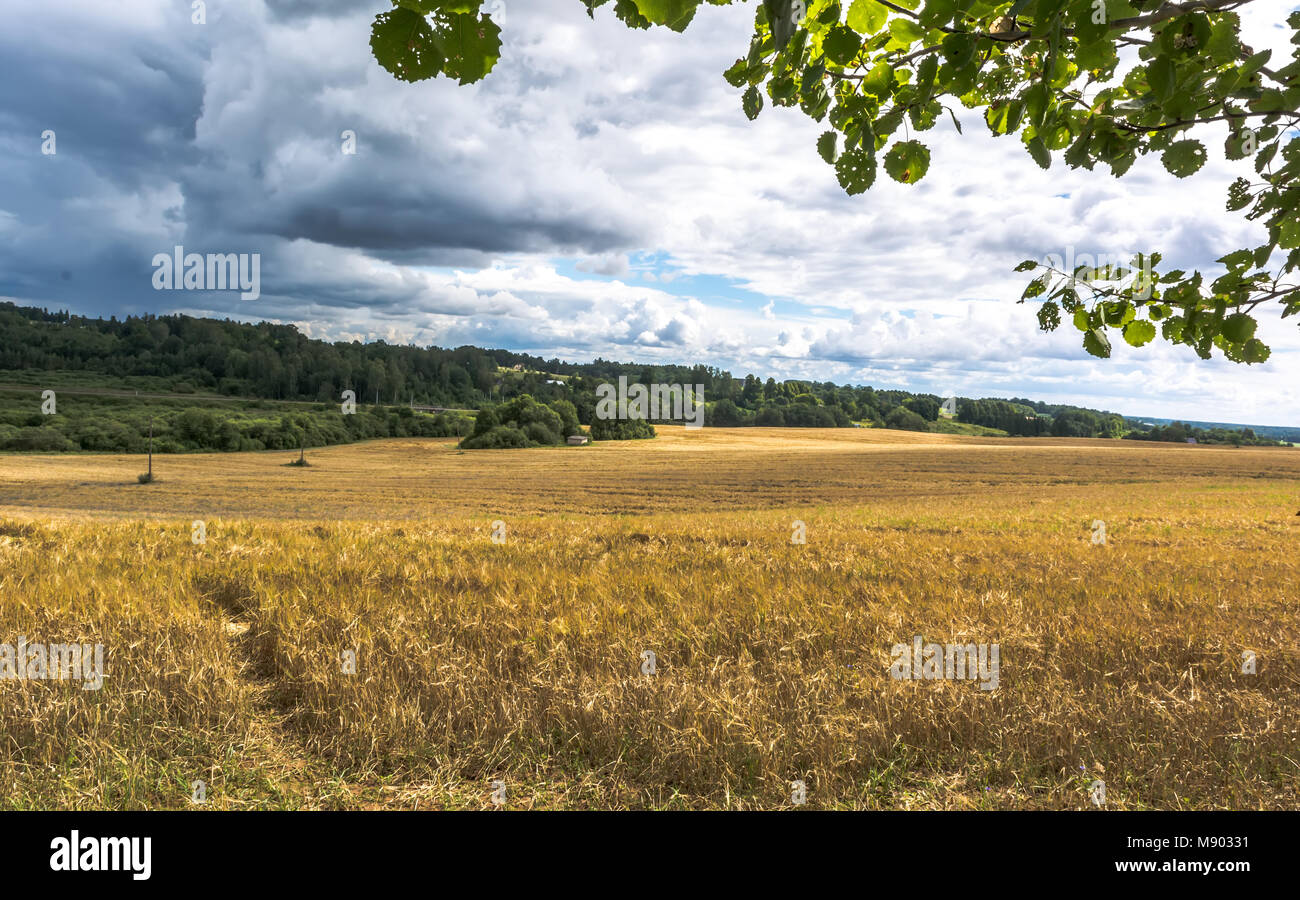 Wheat field under clouds Stock Photo