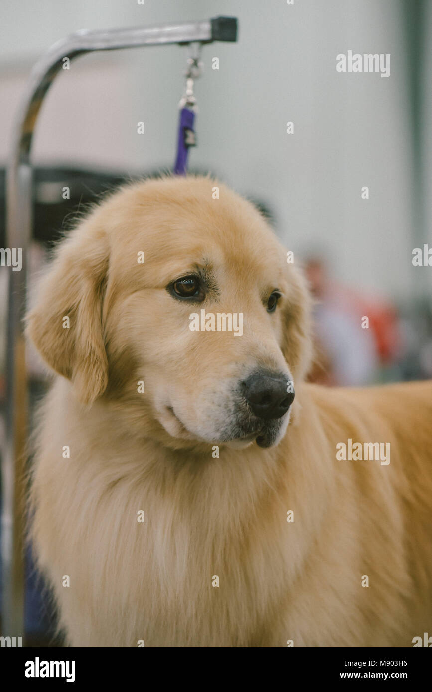 Celtic Classic Dog Show 2018 Golden Retriever , at a grooming station. Stock Photo