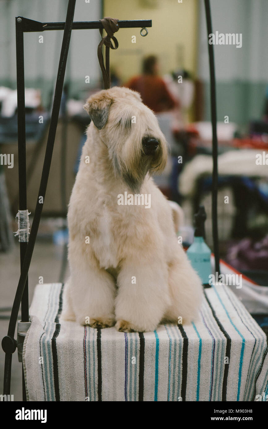 Celtic Classic Dog Show Soft Coated Wheaten Terrier at a grooming station Stock Photo