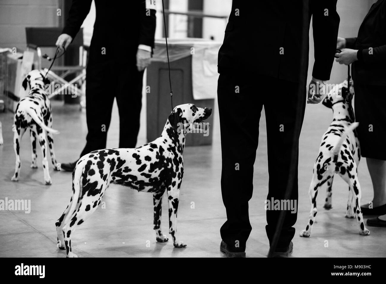 Celtic Classic Dog Show 2018 Dalmatians waiting to do judged. Stock Photo