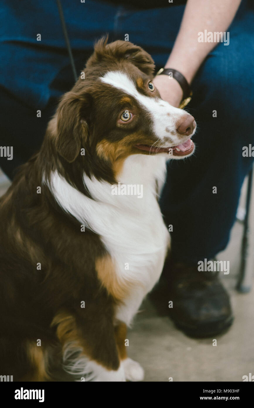 Celtic Classic Dog Show 2018 an Australian Shepherd from the Herding Group Stock Photo